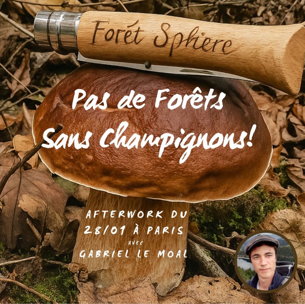 Pas de forêts sans champignons !