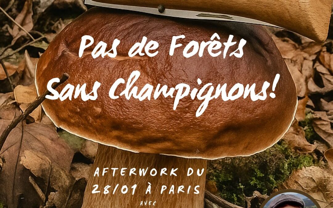 Pas de forêts sans champignons !